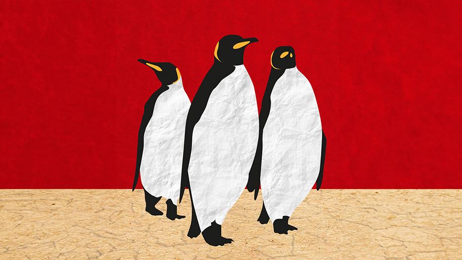 Mostra Ecofalante de Cinema