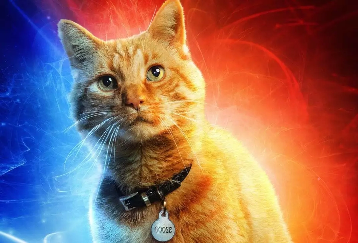 Goosie, o gato da Capitã Marvel / Divulgação