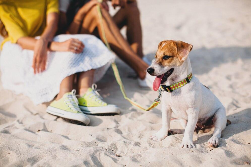 De férias com seu animal de estimação