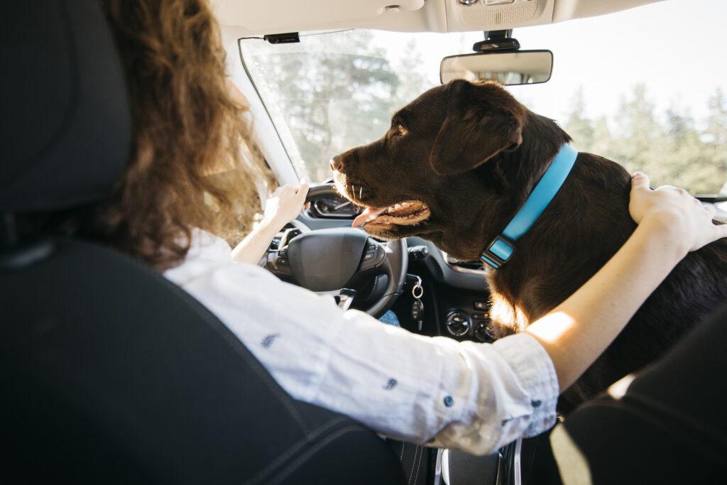 O que precisa saber para viajar com seu pet