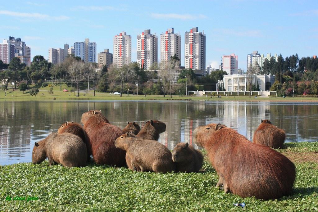 Férias de Verão em Curitiba, ótima ideia