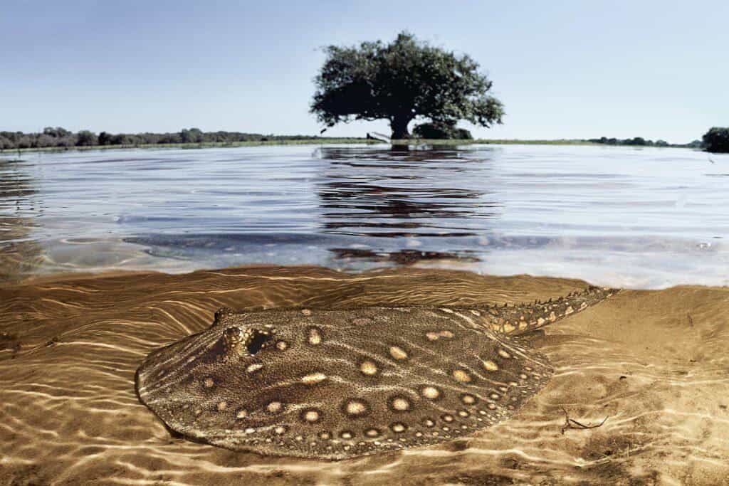 “Mudança Climática: Água Pantanal Fogo”