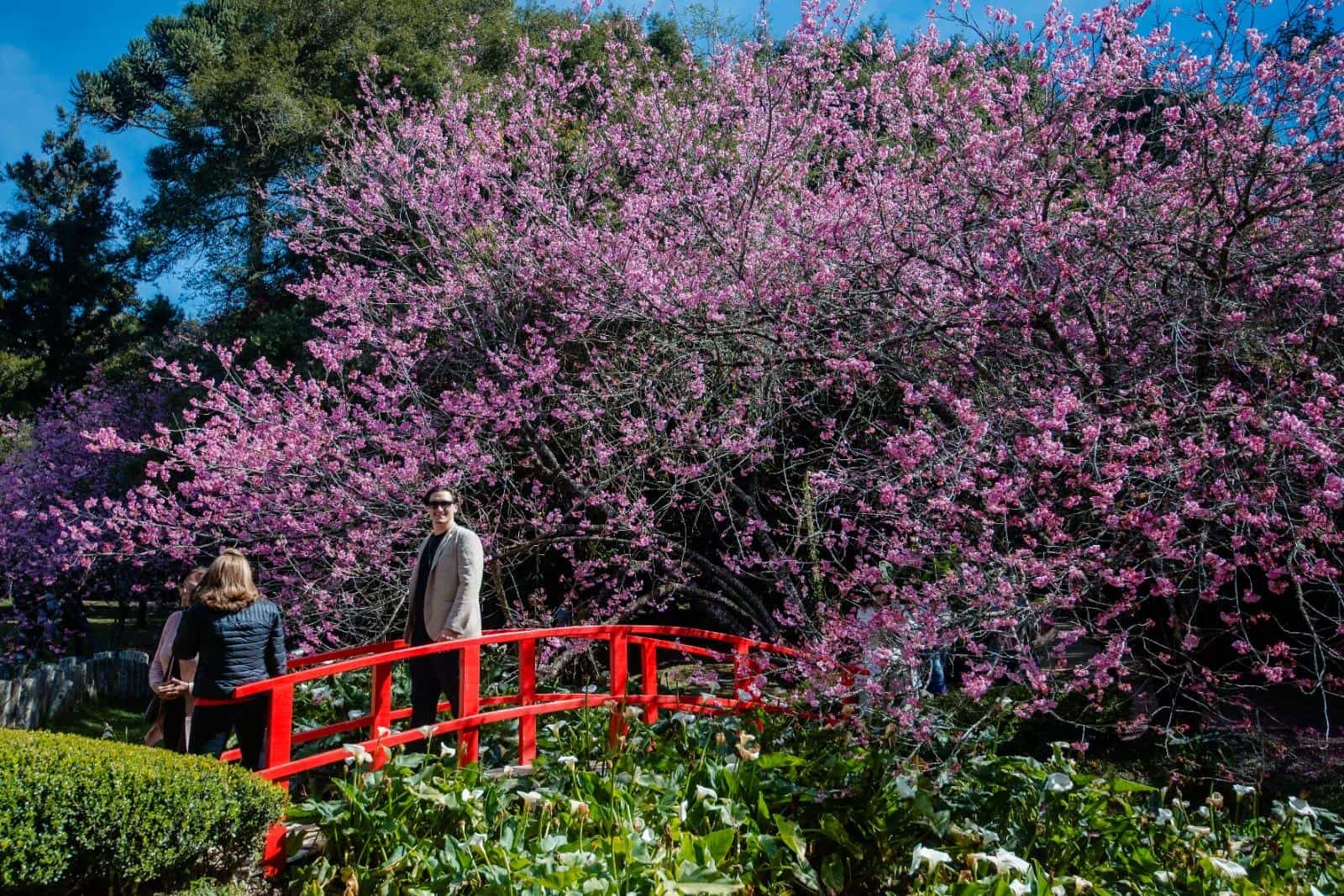 Campos do Jordão se prepara para Festa da Cerejeira em Flor