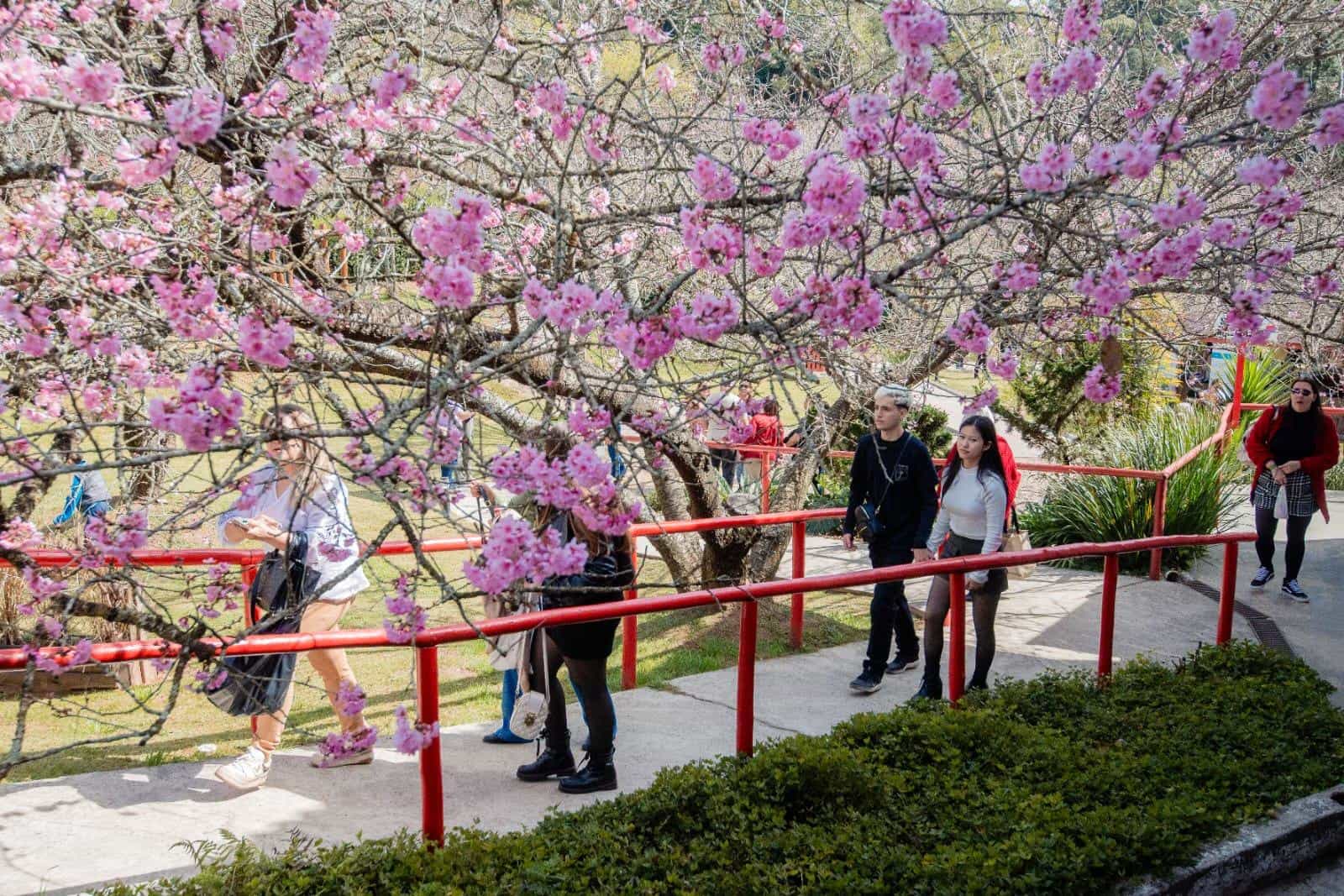 Campos do Jordão se prepara para Festa da Cerejeira em Flor